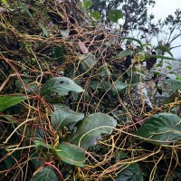 Cuscuta reflexa Roxb.